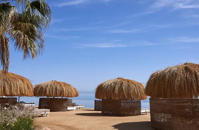Straw-thatched beach umbrellas and loungers on a sandy shore beside a palm tree, with the sea in the background